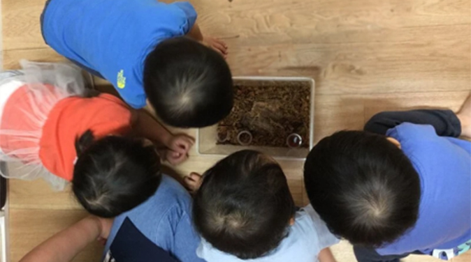 みんなで発見！せみのひみつ